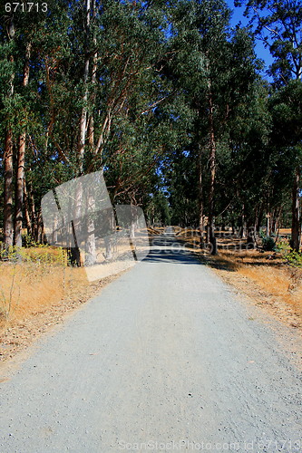 Image of Road In A Park