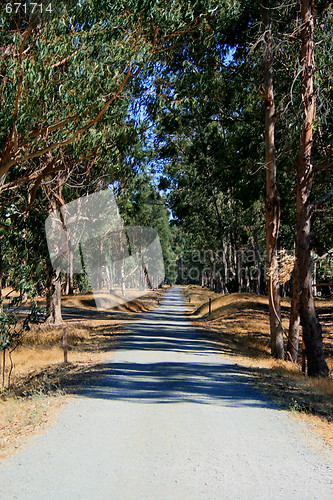 Image of Road In A Park