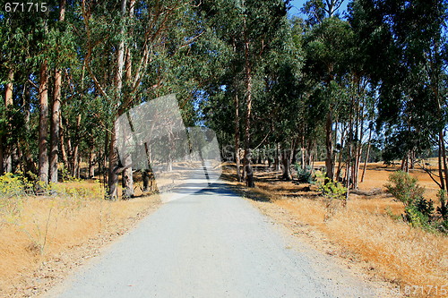 Image of Road In A Park