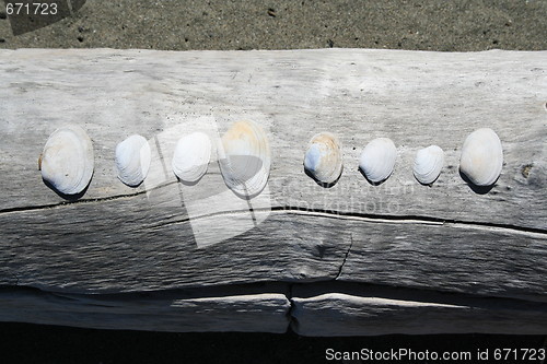 Image of Seashells