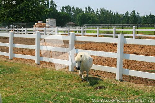 Image of White Miniature Horse