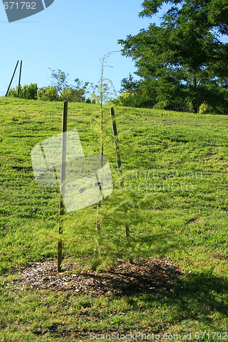 Image of Young Pine Tree