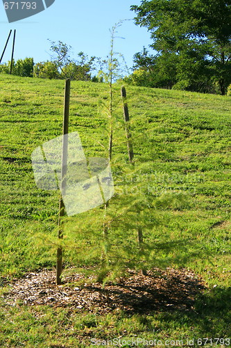 Image of Young Pine Tree