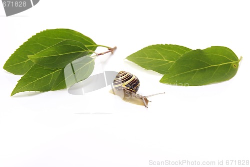 Image of snail and leafs