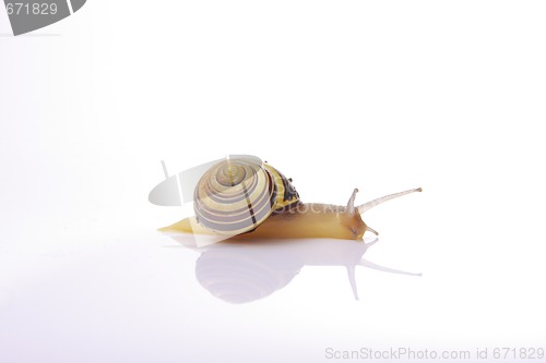 Image of snail