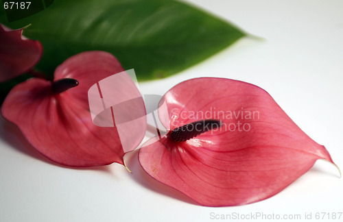 Image of Flowers