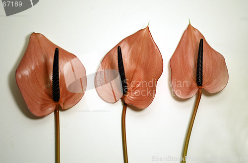 Image of Peach Flowers