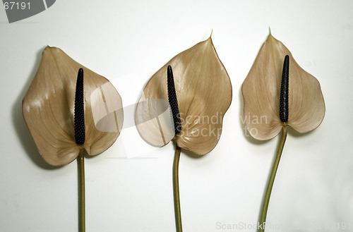 Image of Beige Flowers