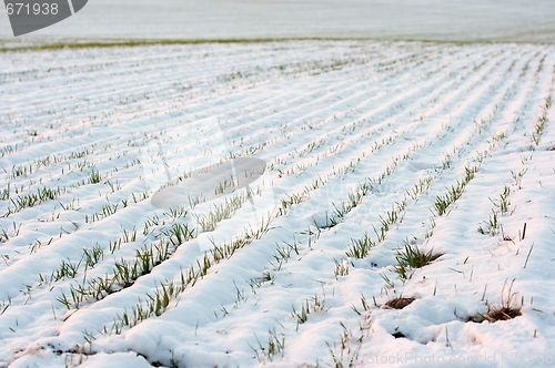 Image of Snowy field