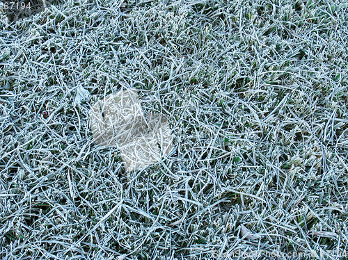 Image of Grass under the hoar-frost