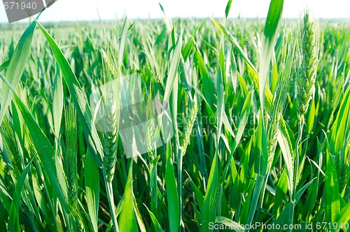Image of Wheat