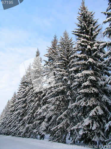 Image of Fir trees under the Snow