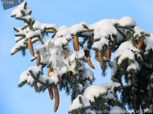 Image of Branch of fir under the snow