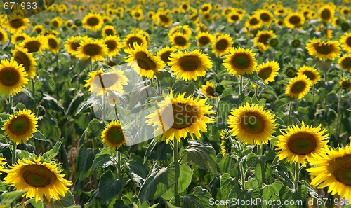 Image of Sunflowers