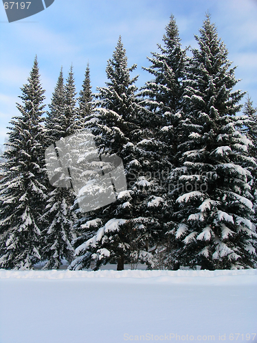 Image of Fir trees under the Snow