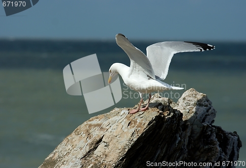 Image of Seagull