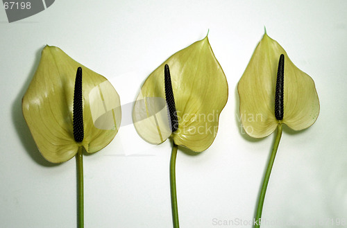 Image of Yellow Flowers