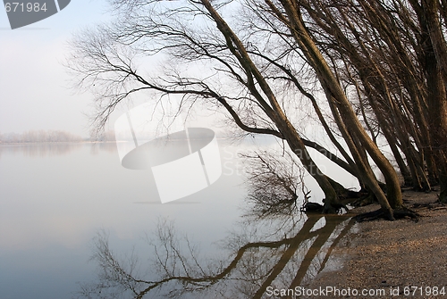 Image of Trees