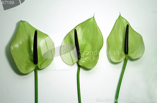 Image of Three flowers