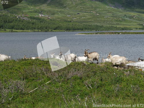 Image of Goats