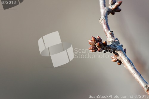 Image of Buds