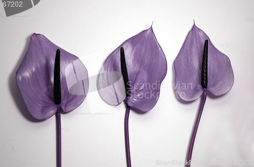 Image of Lilac Flowers