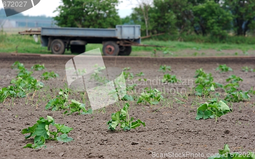 Image of Agriculture