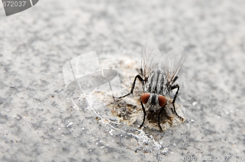 Image of Fly