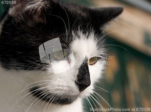 Image of Cat