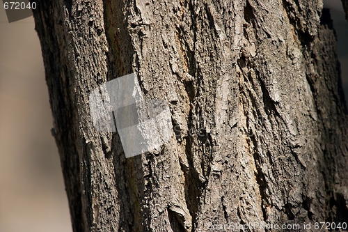 Image of Trunk
