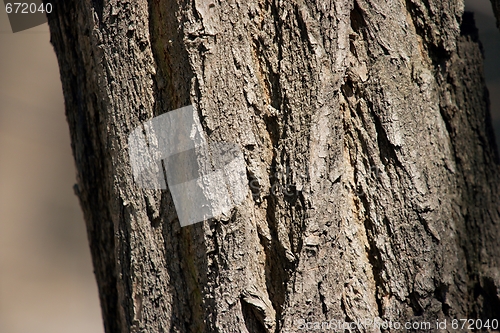 Image of Trunk