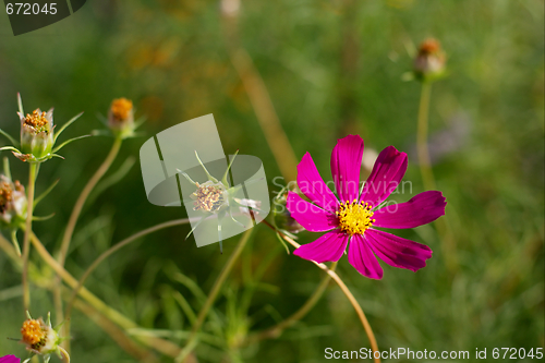 Image of Flower