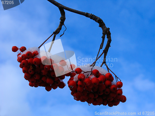 Image of Ashberry With  Snow