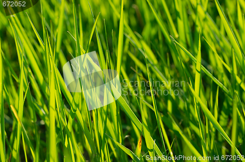 Image of Grass