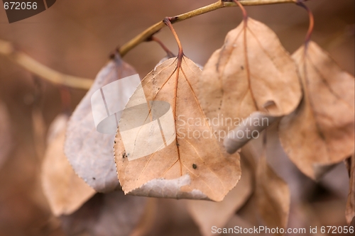 Image of Leaves