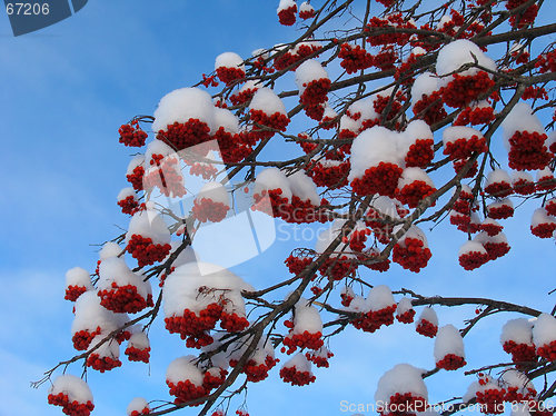 Image of Ashberry under the Snow