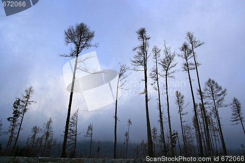 Image of Dead forest