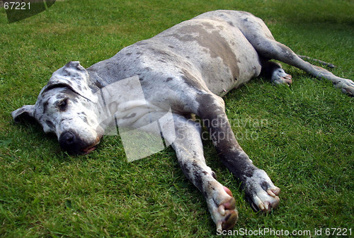 Image of Great Dane