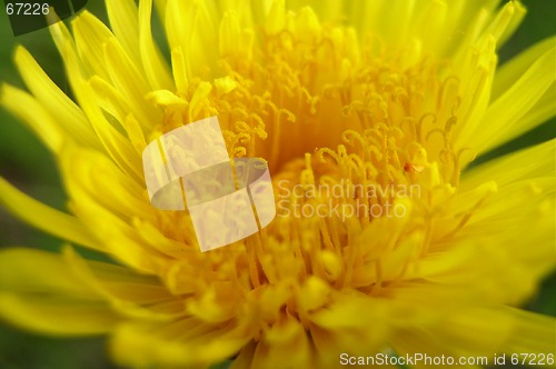 Image of Dandelion