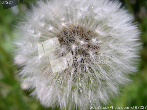 Image of Dandelion