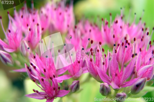 Image of Pink Flower