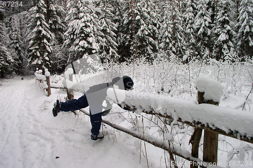 Image of Winter in the Forest