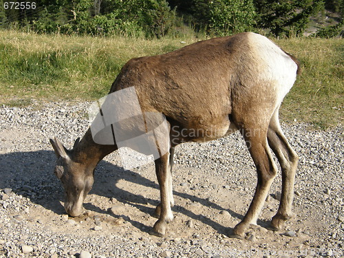 Image of Elk in the Rocky Mountains