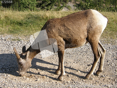 Image of Elk in the Rocky Mountains