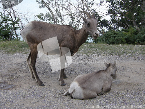 Image of Elk in the Rocky Mountains