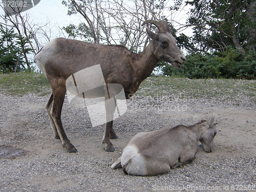 Image of Elk in the Rocky Mountains