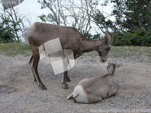 Image of Elk in the Rocky Mountains