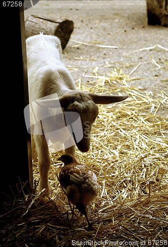 Image of Kid Goat and Bird