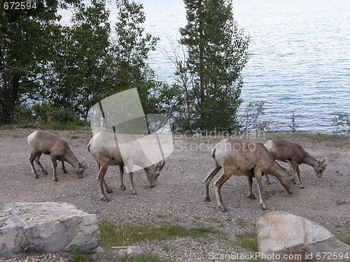 Image of Elk in the Rocky Mountains