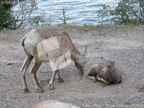 Image of Elk in the Rocky Mountains